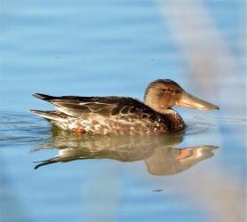 ハシビロガモのメス