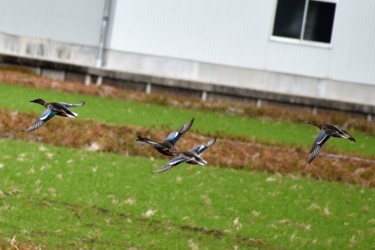 飛翔中のハシビロガモ