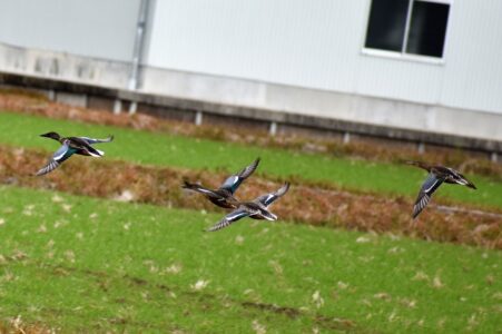 飛翔中のハシビロガモ
