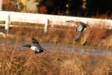 飛翔中のハシビロガモ