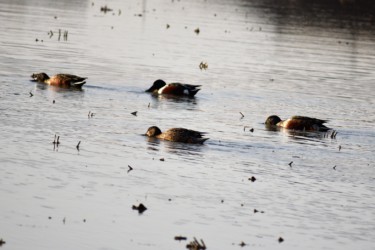 並んでプランクトンを採餌中