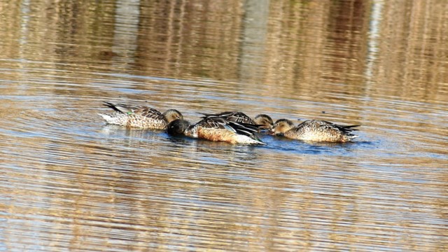 集団で回り込みながらプランクトンを集めて採餌する