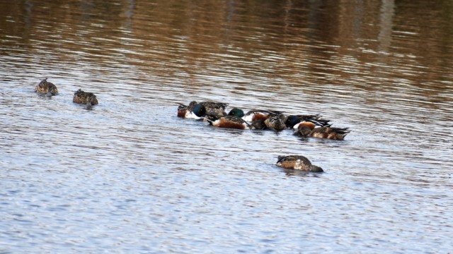 集団で回り込みながらプランクトンを集めて採餌する