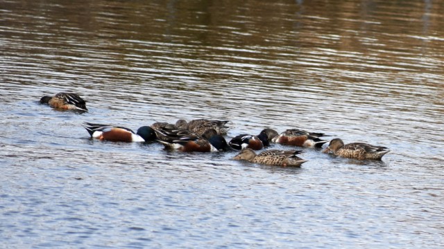 集団で回り込みながらプランクトンを集めて採餌する