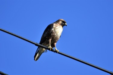 叢の様子を伺うノスリ