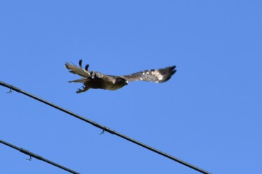 電線から飛び立つ