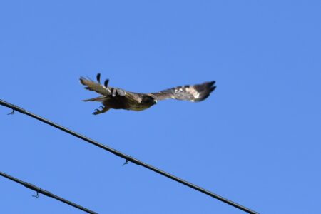 電線から飛び立つ