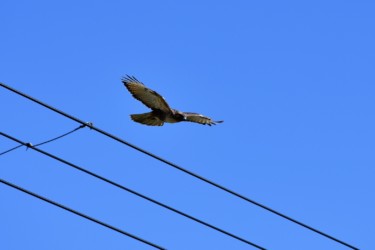 電線から飛び立つ