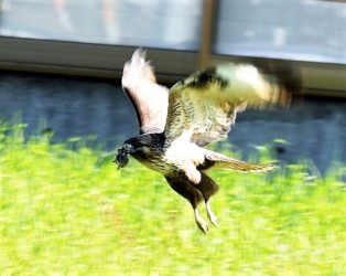 今度はネズミを捕まえた