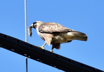 今度はネズミを捕まえた!