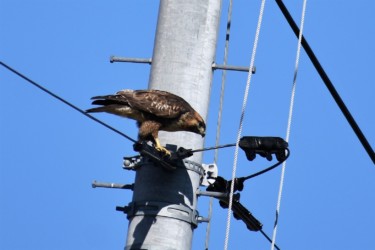 ネズミを啄むノスリ