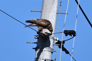 ネズミを啄むノスリ