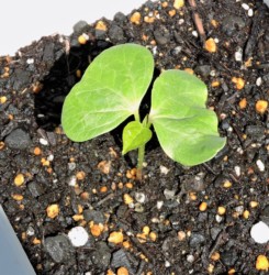 ワタの芽がでた