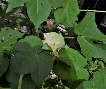 ワタの花