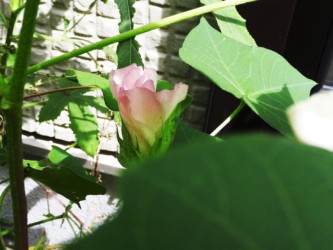 萎れだした花 ピンクになる