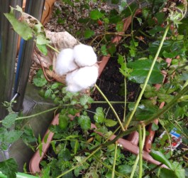 実が割れてワタができる