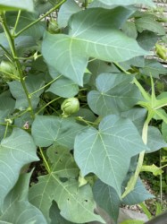 ワタの生えている様子