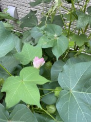 ワタの生えている様子