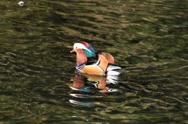 オシドリのオス