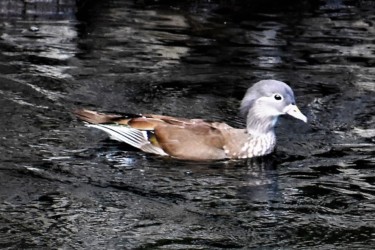 オシドリのメス