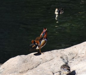 オシドリのオス