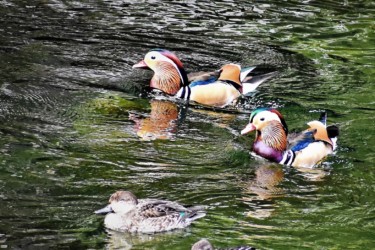 オシドリのオス