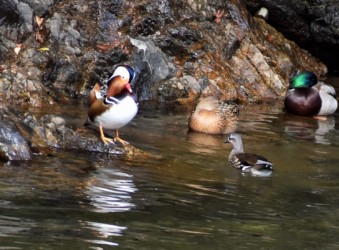 仲の良いオスとメスか