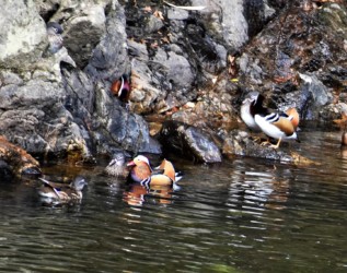 仲の良いオスとメスか