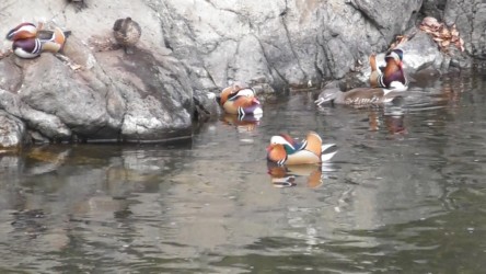 仲の良いオスとメスか