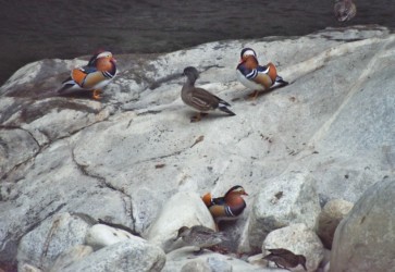 メスを巡るオスのせめぎ合い?