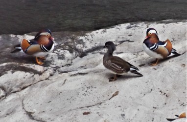 メスを巡るオスのせめぎ合い?