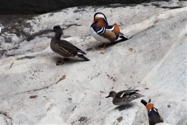 メスを巡るオスのせめぎ合い