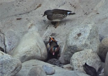 メスはこのオスが好みかも?