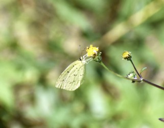 10月のセンダングサのキタキチョウ