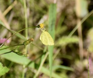 10月のセンダングサのキタキチョウ