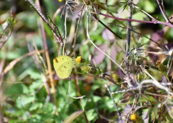 12月12日の小春日和に出てきたキタキチョウ