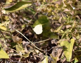 12月12日の小春日和に出てきたキタキチョウ