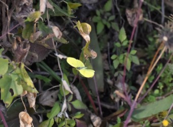 12月12日の小春日和に出てきたキタキチョウ