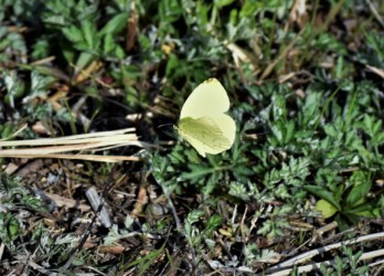 3月のキタキチョウ