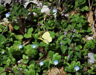 3月のチョウ ヒメオドリコソウとオオイヌノフグリが咲く