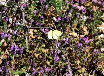 3月のチョウ ホトケノザが咲く