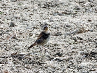 畑の1羽のツグミ