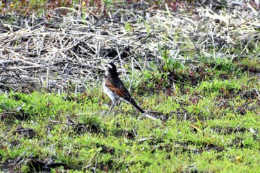 畑の1羽のツグミ