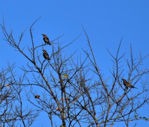 群れでいる時もある