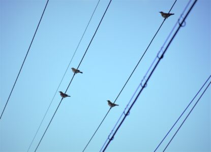 群れでいる時もある
