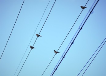 群れでいる時もある