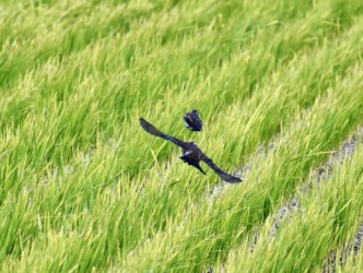 ツグミ同士のトラブルか?