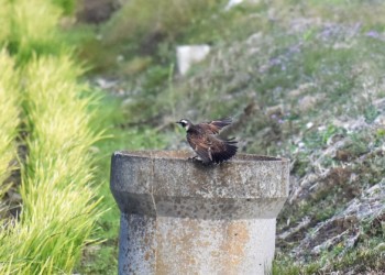 ツグミ同士のトラブルか?