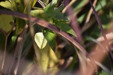 葉の裏で休眠中のキタキチョウ