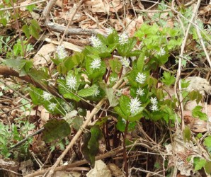 群生して咲いているヒトリシズカ